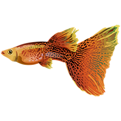 Community icon