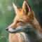 Community icon