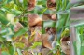 Photo puzzle game of a mother and baby monkey sitting in a tree
