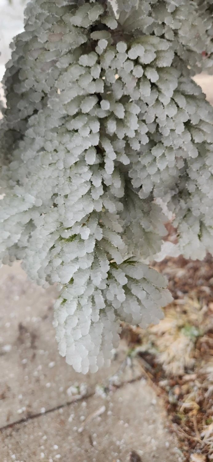 Some "snow berries" from my walk today.