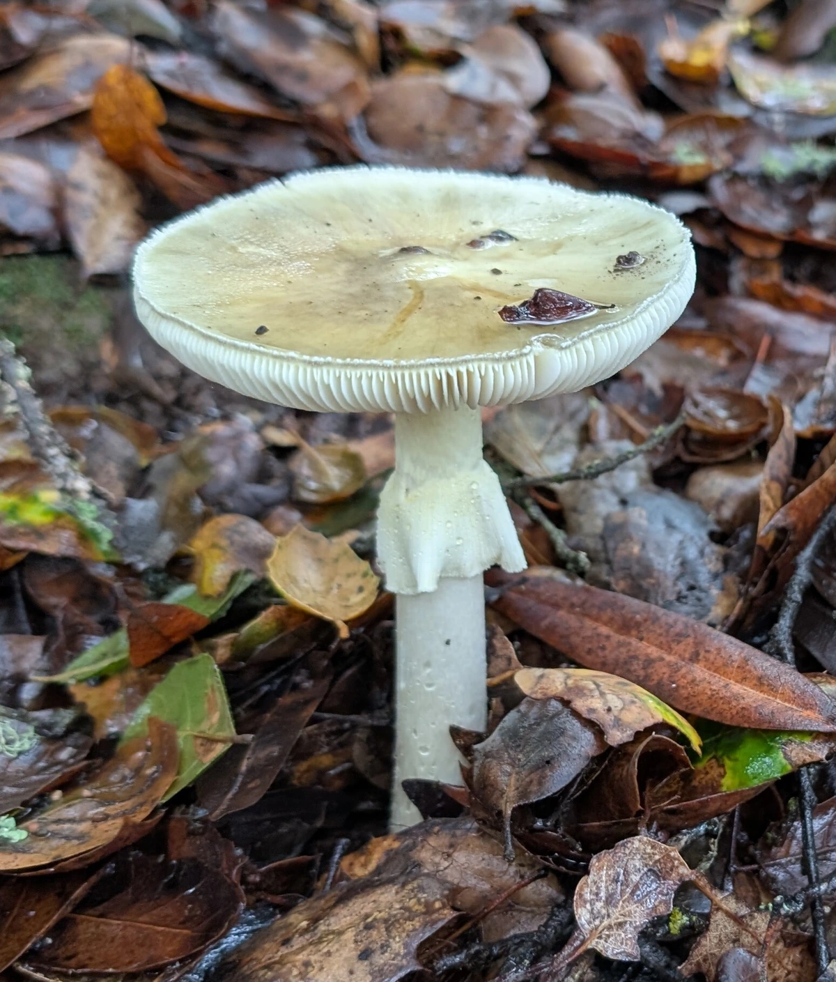 amanita mushroom