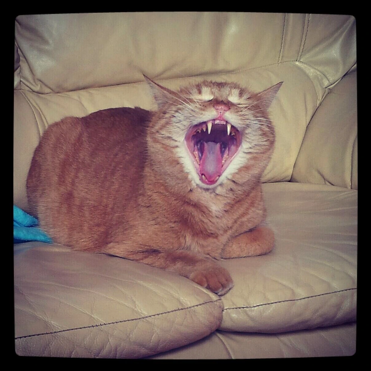An orange cat, yawning on my leather couch. Not my cat, but a good old friend of mine who came to visit me (almost) every day. He was young, so the small teeth can be clearly seen. A funny, tender image.
I miss him.