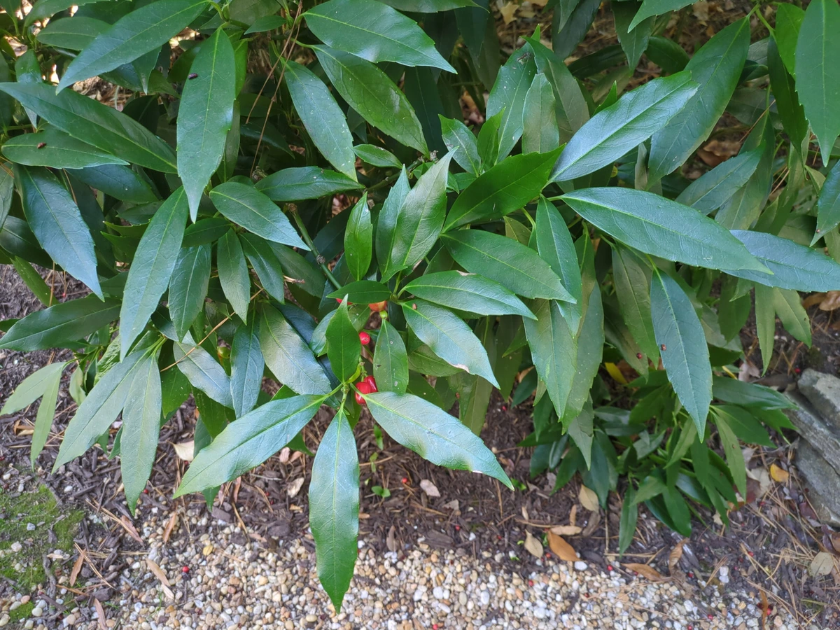 Shrub with long leaves with smooth edges and red fruit