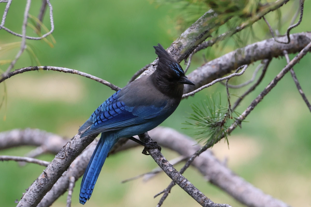 Steller's Jay [OC]