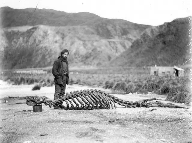 Antarctic explorer next to the skeleton of an Elephant Seal, 1912