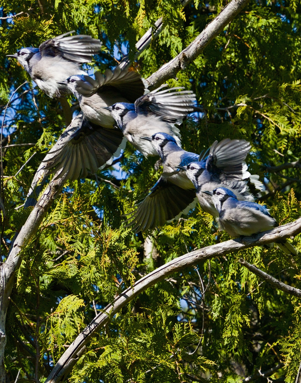 Into the sky so Blue, Jay