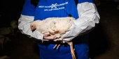 Dangerous Pathogens and Cruelty Law Violations at Perdue Subsidiary, Animal Rights Report Alleges