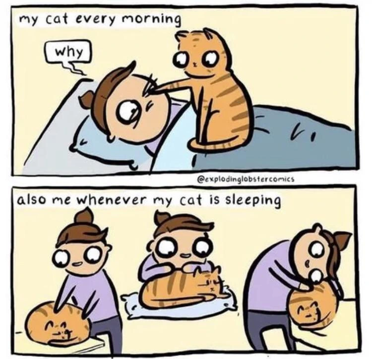 My cat every morning: (picture of cat poking owner in the eye), Owner: Why. Next panel: Also me whenever my cat is sleeping (picture of owner bothering cat while it tries to sleep in various places)