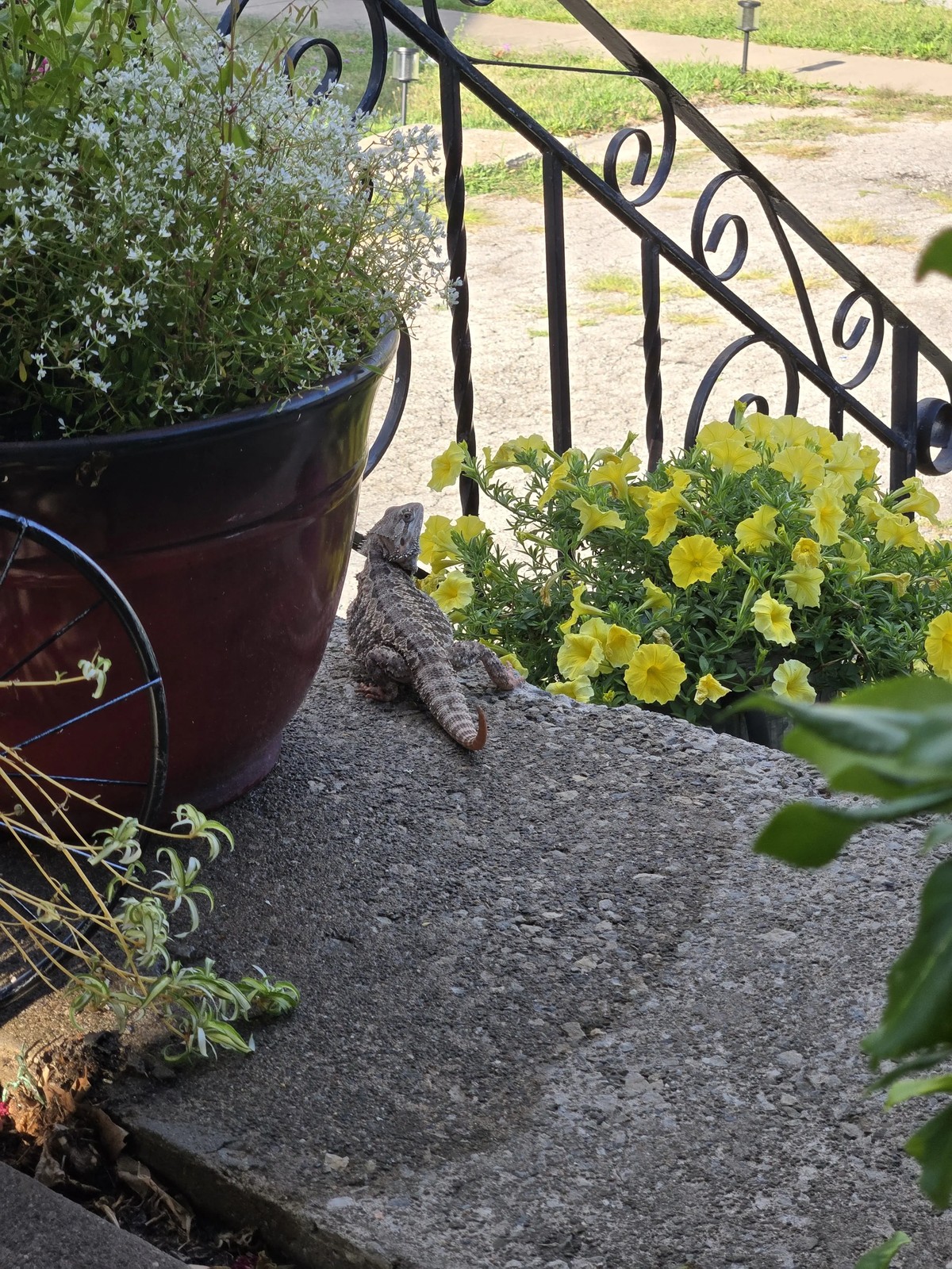 A tan and brown bearded dragon sits on a stone front porch, peering out towards the neighborhood. Two potted plants, one with white flowers and the other with yellow petunias, are behind the dragon. A wrought iron railing is visible in the background.