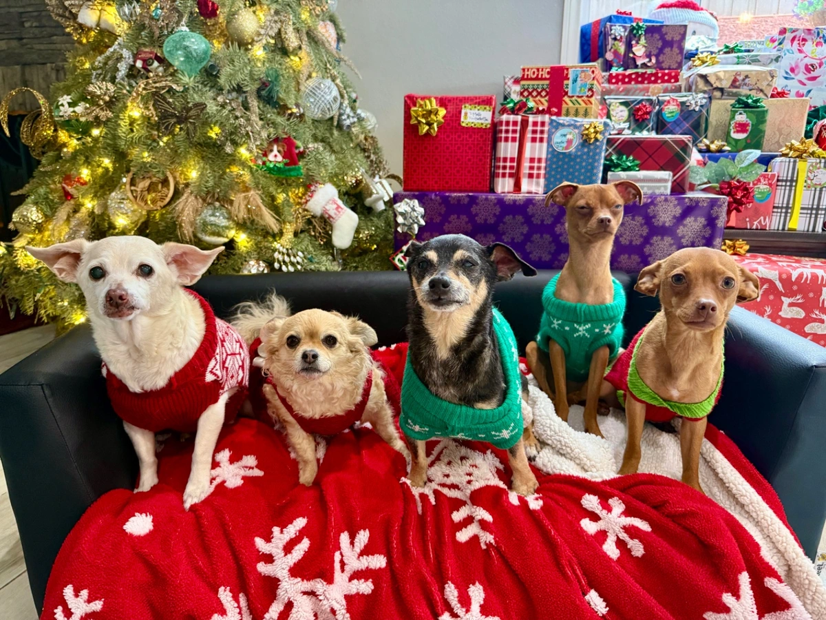 Happy Holidays from our dogs
