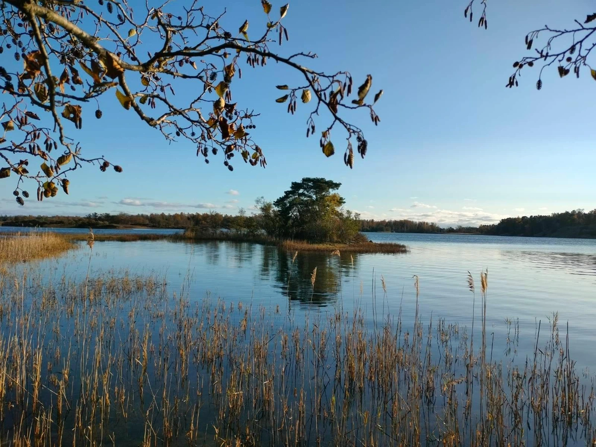 Photo of a blue sky and a tiny island, still waters, reeds and some brances coming down over the photograper.