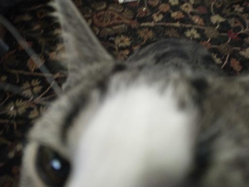 extreme closeup of a cat