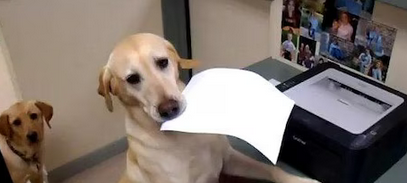 dogs using printer