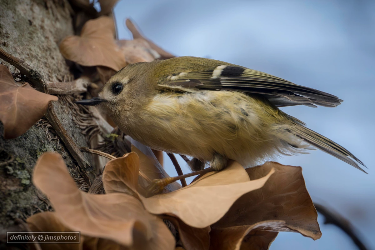 The UK's smallest bird the Goldcrest finding insects among the leaves
