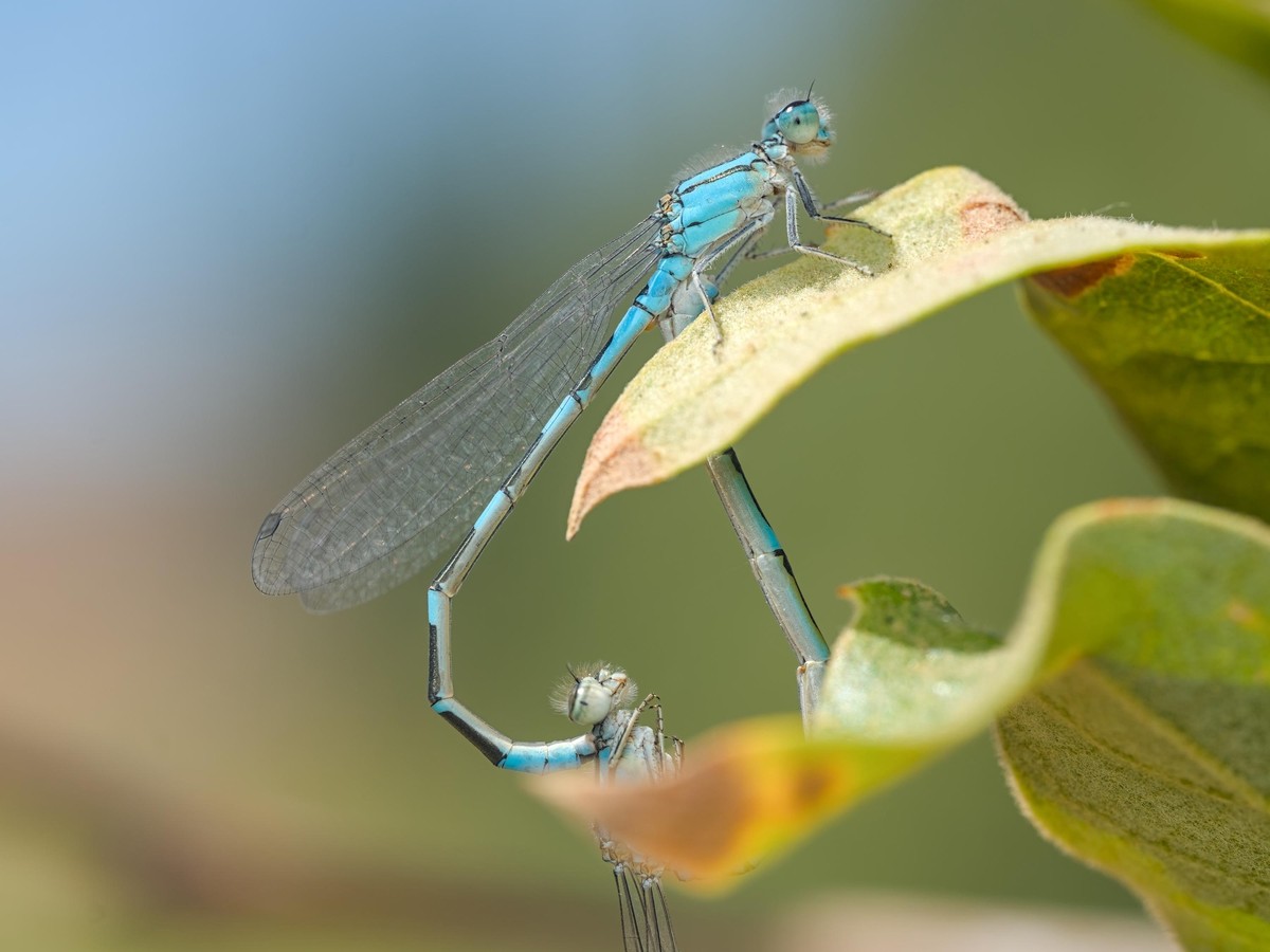 Two blue dragonflies mating, the one above is holding the lower dragonfly with its tail by the neck area while the lower dragonfly is attached on the bottom of the other dragonfly with it's tail area