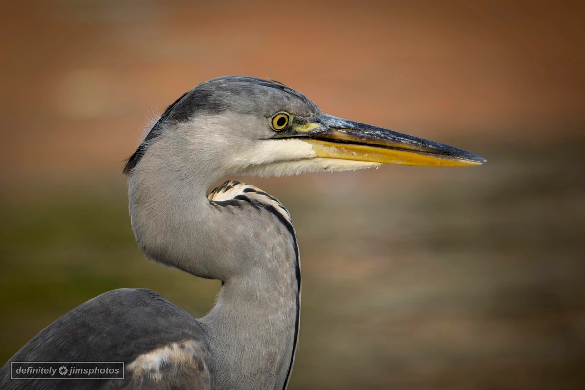 a close up photo of a grey heron