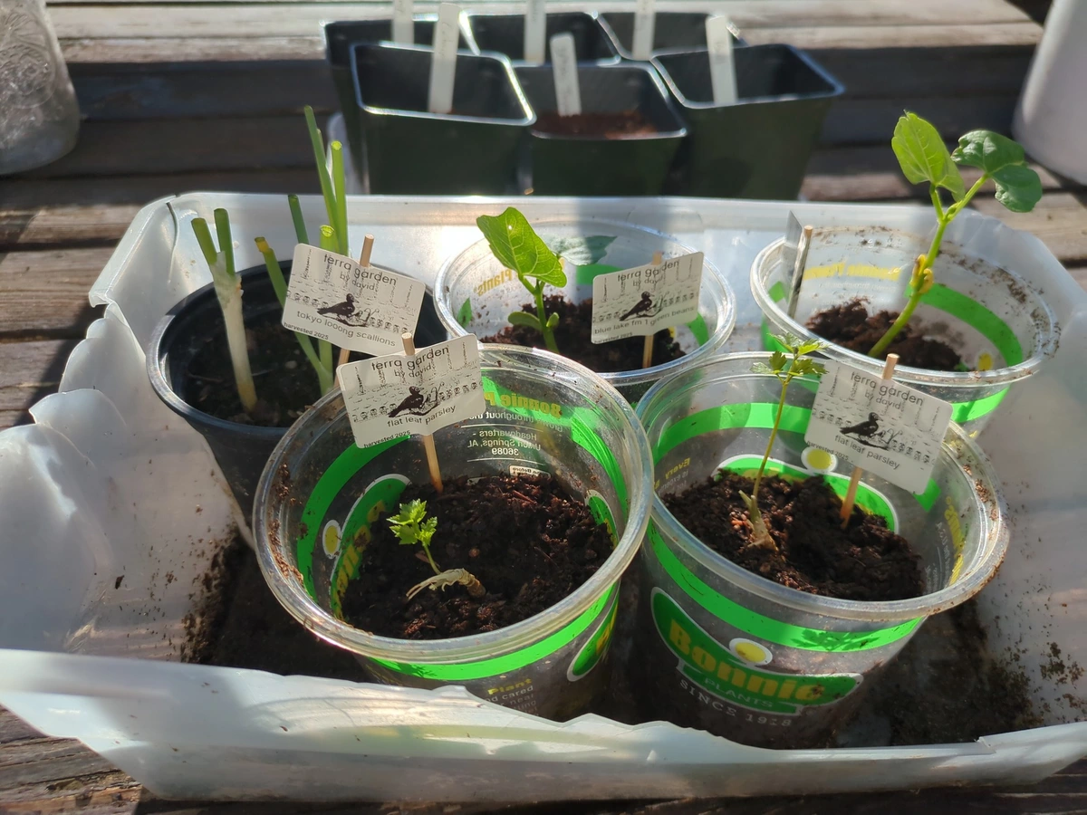 A series of cups with herbs growing in them