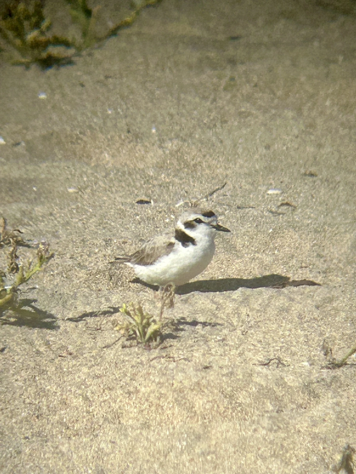 A side view of a small bird resting on the sand. It has a white underside. Its head and back are mostly grey with some buff. It has dark patches on the top and sides of the head, and a dark collar across the back at the base of the neck. It has a thin black bill and black eyes. The legs are folder under the bird and not visible. There are a few small plants but the terrain is mostly fine granules of sand. 