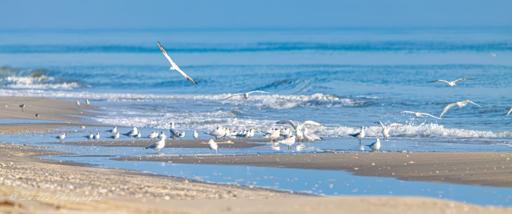 Nature’s Beachcombers

"The image captures a peaceful coastal scene, where a group of birds is gathered along the shoreline. Their slender forms stand against the backdrop of shimmering water and soft, rippled sand. Some birds appear to be wading in the shallows, while others rest on the beach, their feathers blending with the muted tones of the sand. Gentle waves roll in, creating a rhythmic contrast to the stillness of the birds. The sunlight reflects off the water’s surface, casting a bright, natural glow that enhances the serene atmosphere. Overall, the image conveys a sense of tranquility, the quiet harmony between wildlife and the ocean’s edge." - Copilot