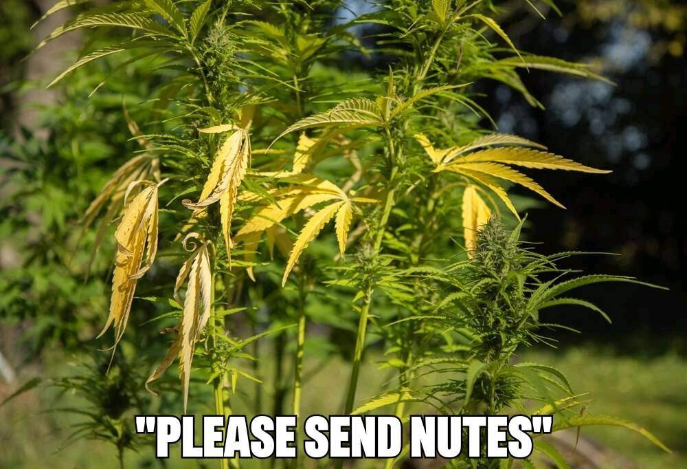Cannabispflanze mit gelben Blättern. Bildunterschrift: "Please send nutes"