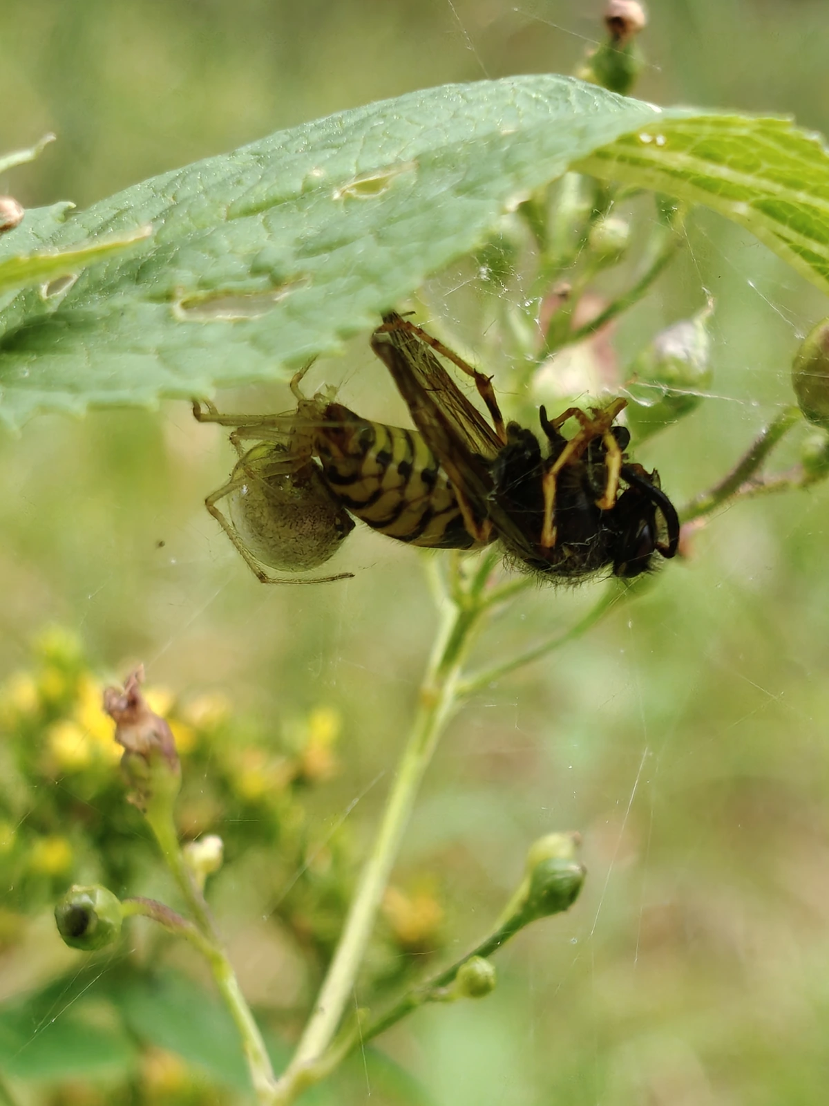 Spinne hat eine Wespe erbeutet und sitzt nun neben dem eingewickelten Insekt