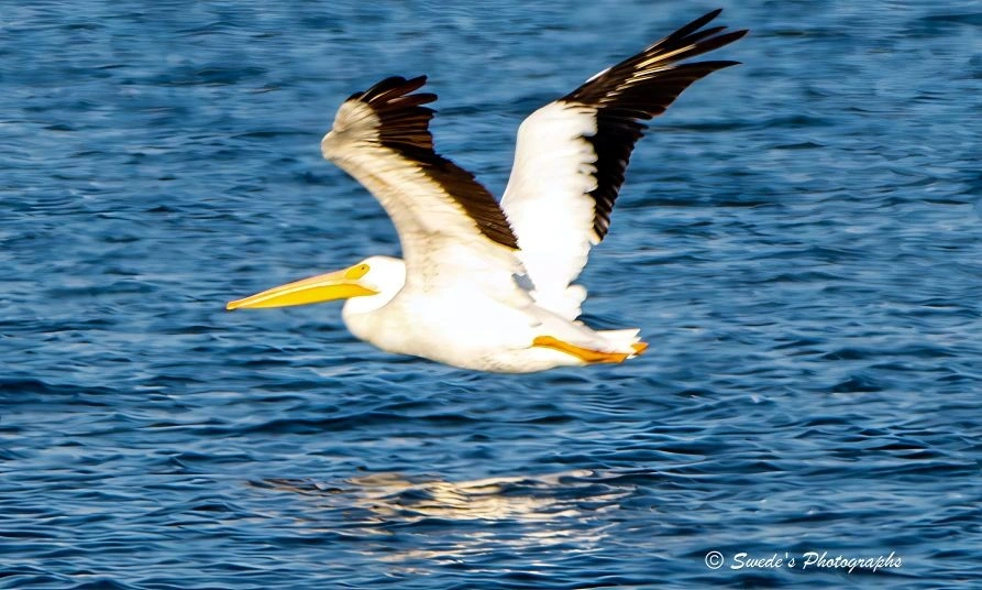 "A white pelican glides just above a deep blue body of water, wings outstretched in a wide, powerful arc. Its long yellow beak points forward like a compass, guiding its flight with quiet precision. The bird’s body is sleek and streamlined, its white feathers glowing against the darker backdrop. Black tips accent its wings, adding contrast and drama to the motion.

Below, the water ripples gently, catching the light in soft waves. A faint reflection of the pelican mirrors its flight—distorted slightly by the movement of the surface, like a watercolor echo. The scene is dynamic yet serene, capturing the moment mid-glide, as if the pelican is suspended between sky and water.

In the bottom right corner, a watermark reads “© Swede’s Photographs,” a subtle signature that anchors the image in authorship without distracting from the bird’s sovereign motion." - Microsoft Copilot