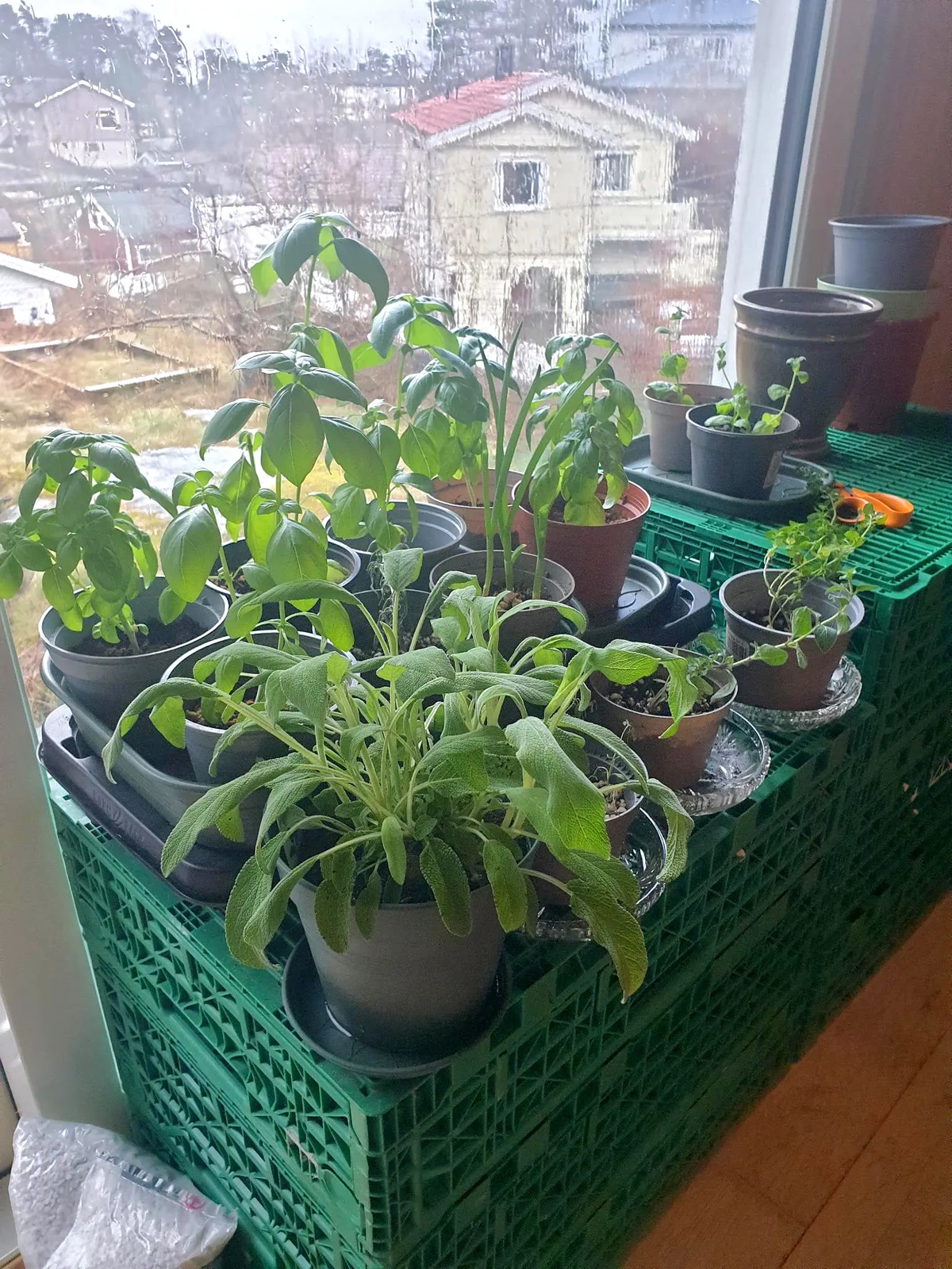 A picture of different herb plants in pots in front of a window, a rainy day outside.