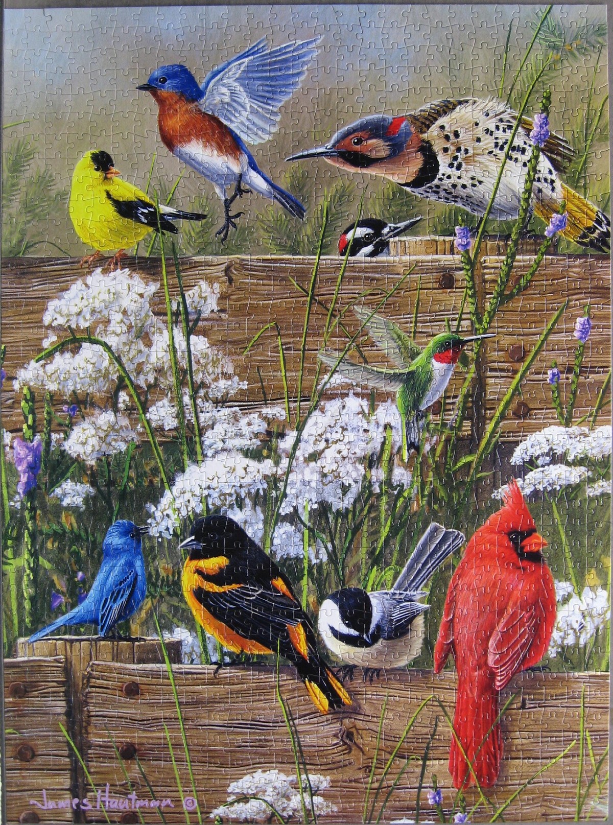 Songbird Menagerie - Buffalo - 1000 pieces
