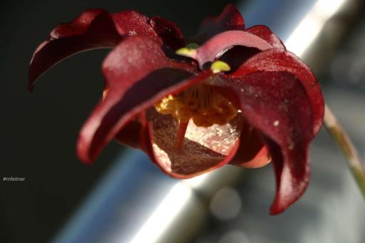 pitcher plant in flower
