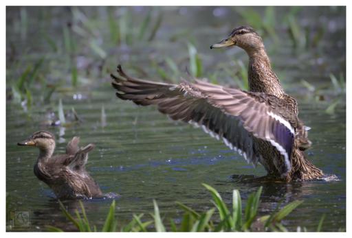 A mother mallard duck and her duckling are in a calm wetland setting. The mother duck stands partially in the water with her wings slightly spread, while her fluffy duckling does the same nearby. Surrounding them are green aquatic plants, and the water surface has gentle ripples reflecting the environment. The image captures a tender moment between the mother duck and her young, highlighting their bond and natural habitat.