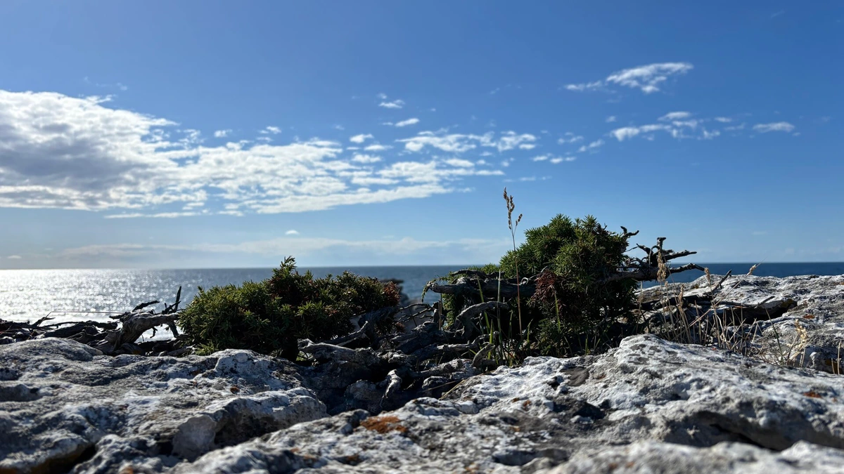 Photo of a tiny juniper growing on a stone by the coast with the seas and sky in the background.