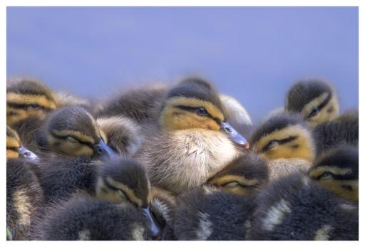 A close-up image of several ducklings huddled together. The ducklings have fluffy brown and yellow feathers and are resting closely to each other, creating a cosy and warm scene. The background is a soft blue,