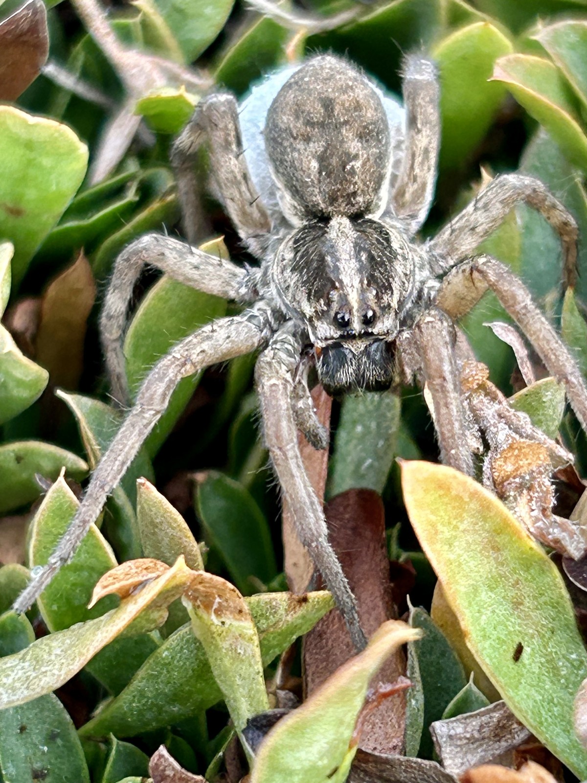 A light brown spider with dark lateral bands that run laterally back from the eyes. The spider is facing the camera while it rests perched on yellowish-green foliage. 