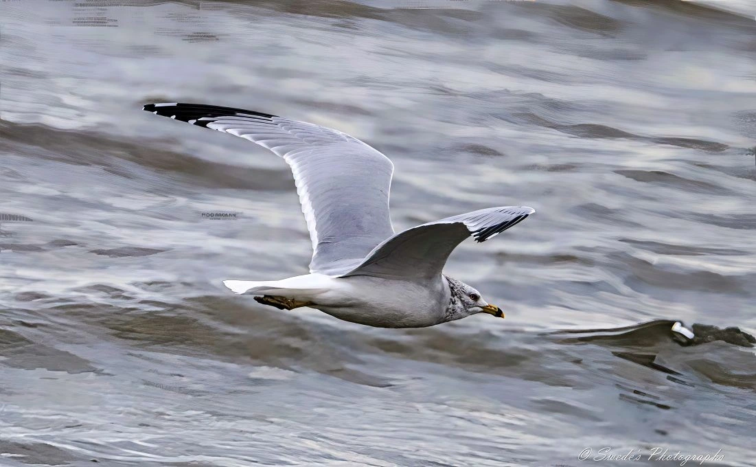 "A ring-billed gull soars above a rippling body of water, its wings fully extended in a graceful arc that showcases the intricate layering of feathers. The bird’s body is streamlined, its white plumage catching the light, while the tips of its wings darken into charcoal gray, like ink brushed onto a canvas of sky.

Its beak—yellow with a distinct black ring near the tip—is slightly open, as if mid-call or mid-breath. The gull’s eyes are focused forward, alert and intent, scanning the horizon or perhaps tracking a distant ripple below. The water beneath it is textured with wind-driven patterns, a shifting tapestry of silver and blue.

The gull’s posture is dynamic yet serene, a moment suspended between motion and stillness. It glides with precision, riding invisible currents, a solitary figure etched against the fluid geometry of the lake or sea. The image captures not just flight, but a sovereign maneuver—an aerial rite of passage." - Microsoft Copilot