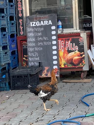 A live chicken walks past a promotional banner featuring a roasted chicken.