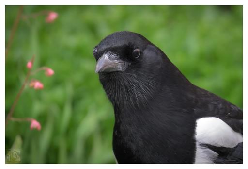 a close up photo of a medium sized bird with black and white feathers