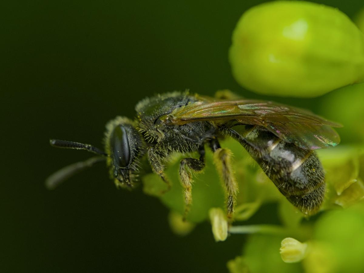 a black wasp sitting on a green grape vine covered in a bit of pollen
