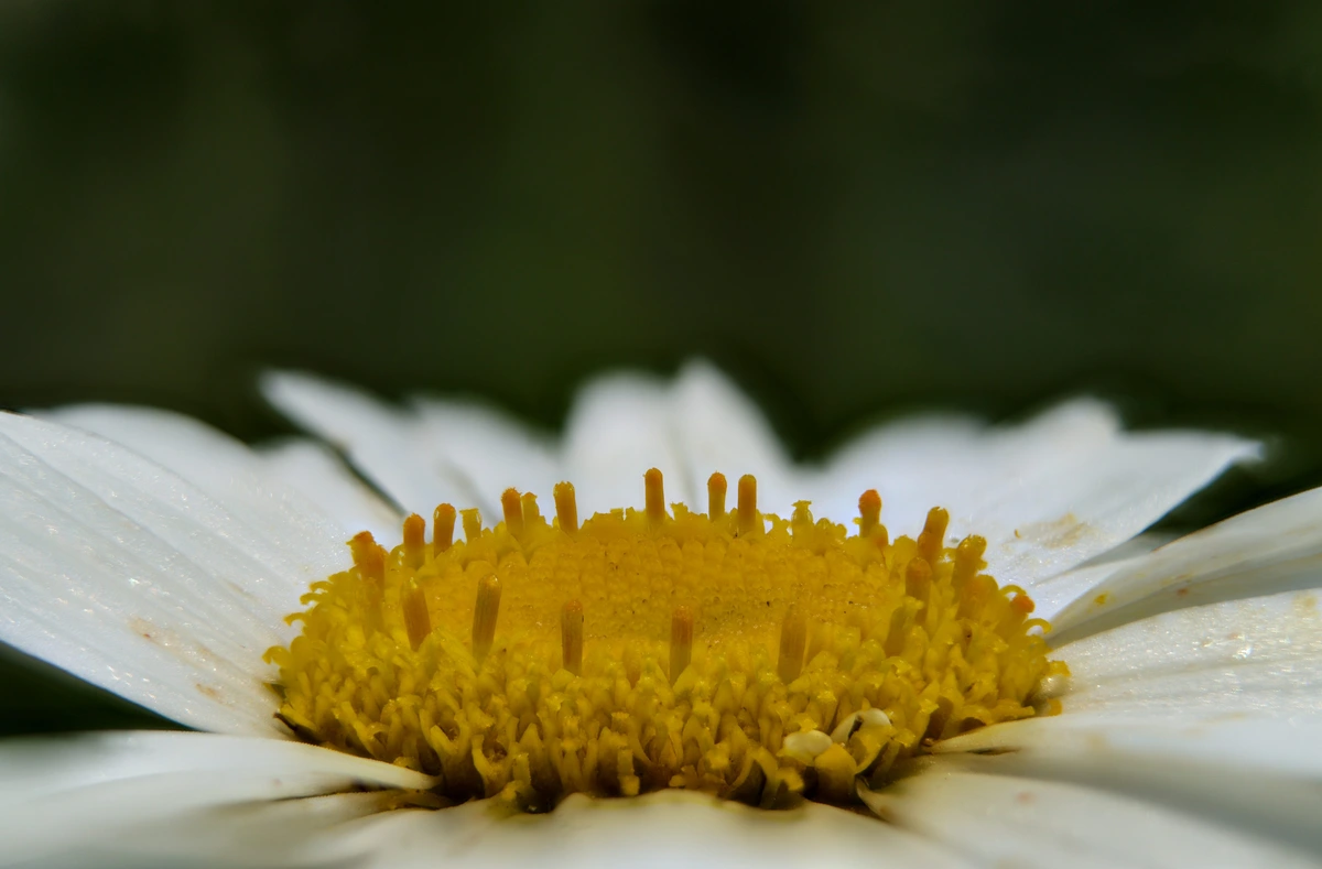 The post contains three images taken at fairly high magnification. The first is a daisy in profile with the disc florets and stamen all in focus. The second is a close up of a lambs ear flower and the third is a yellow buttercup.