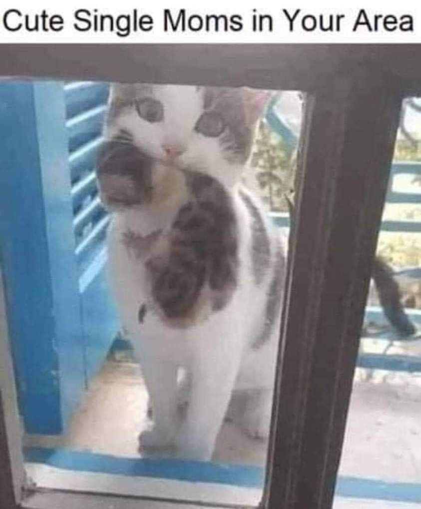 "cute single moms in your area" image of a cute cat holding a kitten in her mouth