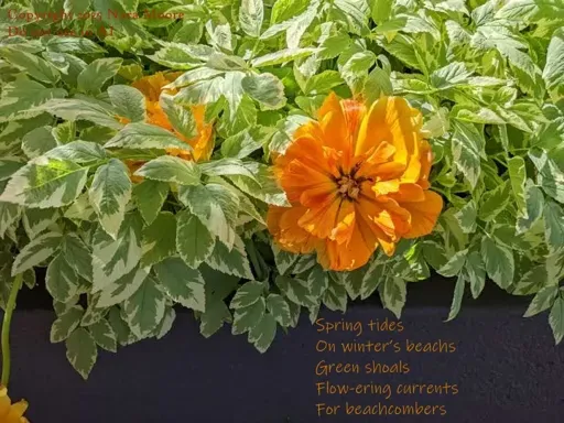 Orange tulips in a bed of varigated green leaves. 
Poem: As in message