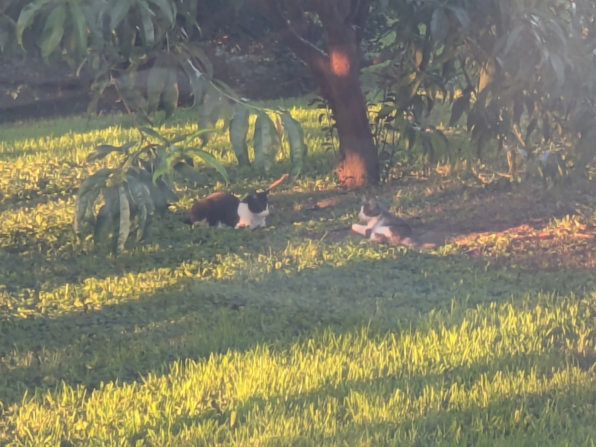 two kitties under the peach trees 