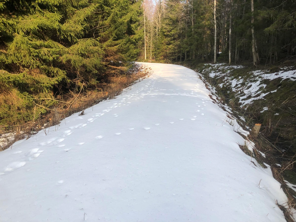 Photo of a snow covered, sunlit path leading through a forest.