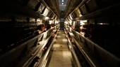 New Study Reveals Why Investing in the Animal Industry Is Economic Suicide