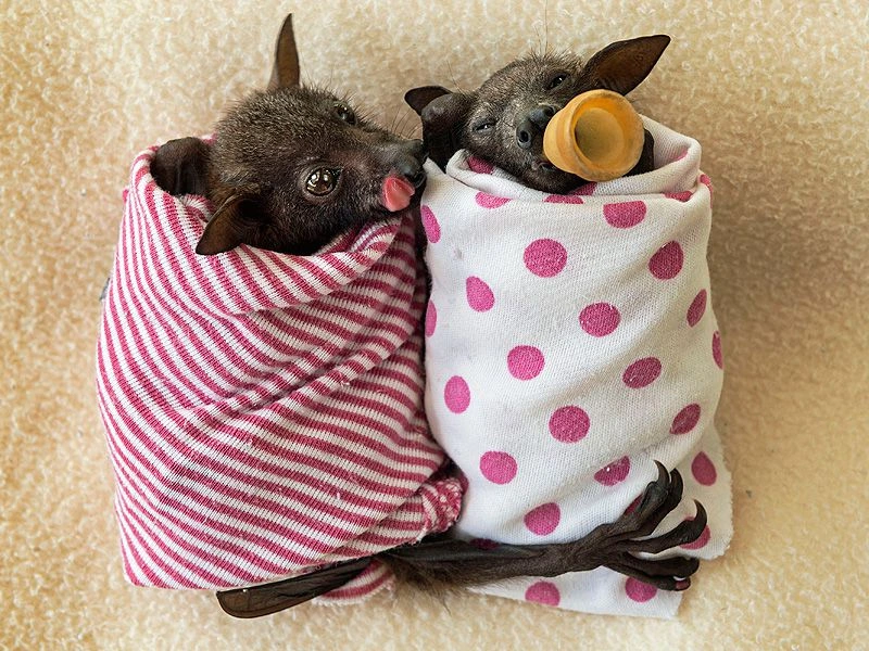 Brother, I require pacifier