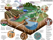 Microplastics and nanoplastics: fate, transport, and governance from agricultural soil to food webs and humans - Environmental Sciences Europe
