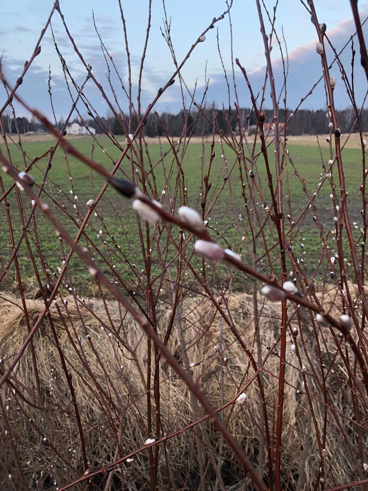 Photo through a bunch of bare branches full of pussy willows with a field, a forestline, and a cloudy sky in the background.