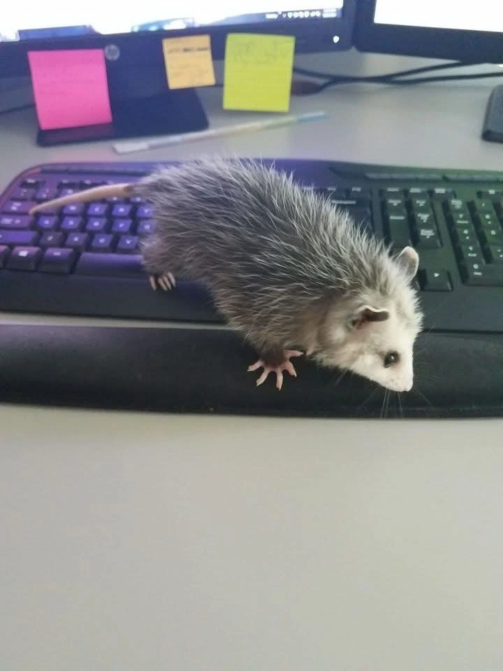 A picture of a baby opossum on a keyboard.