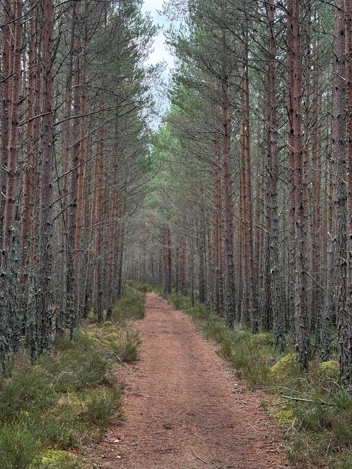 A narrow path runs between tall pine trees in a forest, flanked by low shrubs and moss. The atmosphere is calm and natural, with a slightly overcast sky.