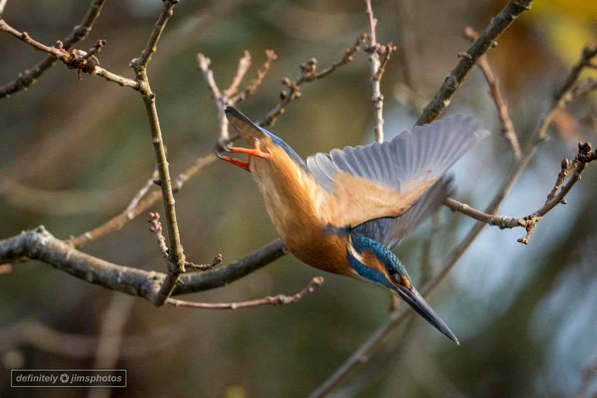 A male kingfisher dazzles with electric blue plumage, a rich orange chest, and a dagger-like bill poised for precision dives.