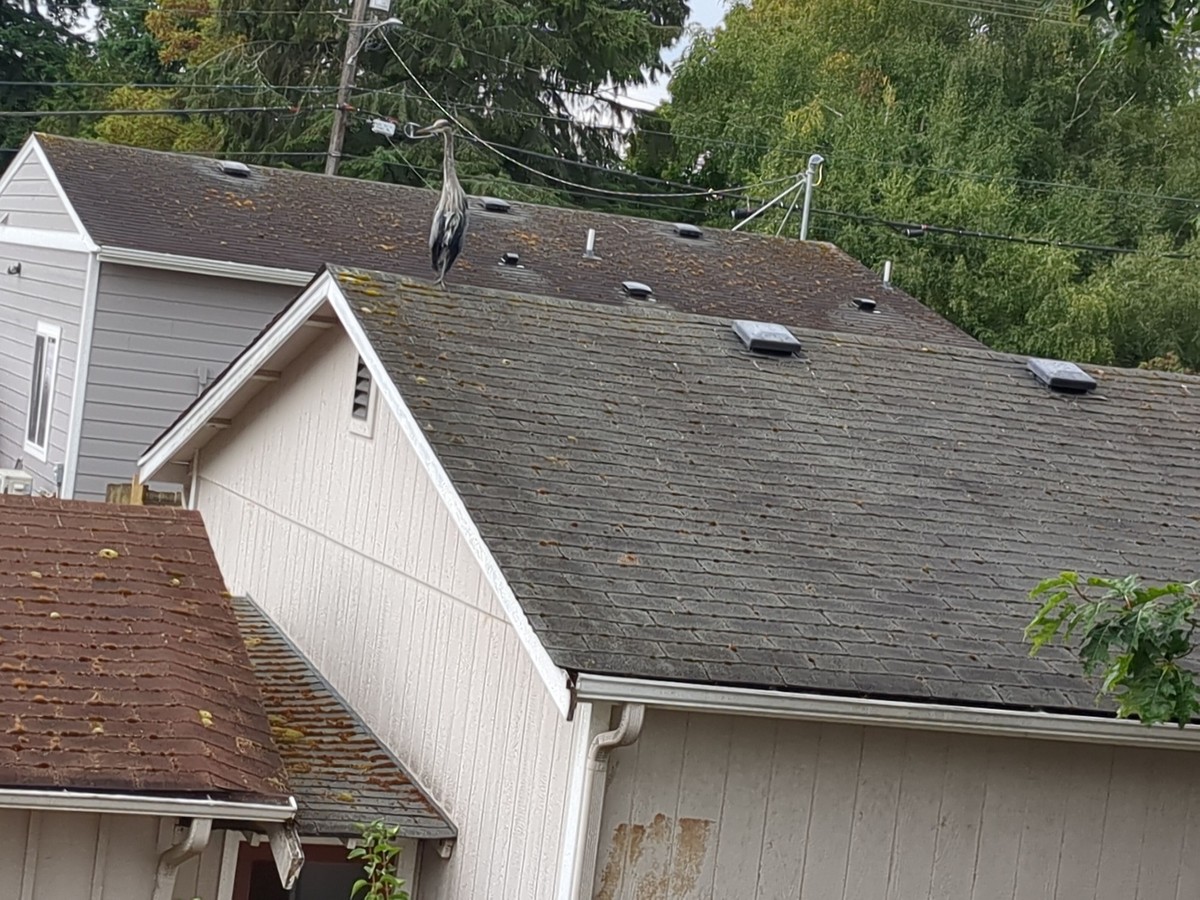 A great blue heron perched on a house roof